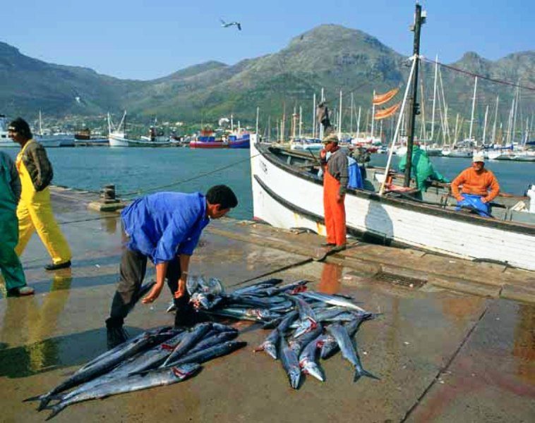 Fishermen landing the catch on the quayside in Hout Bay harbour